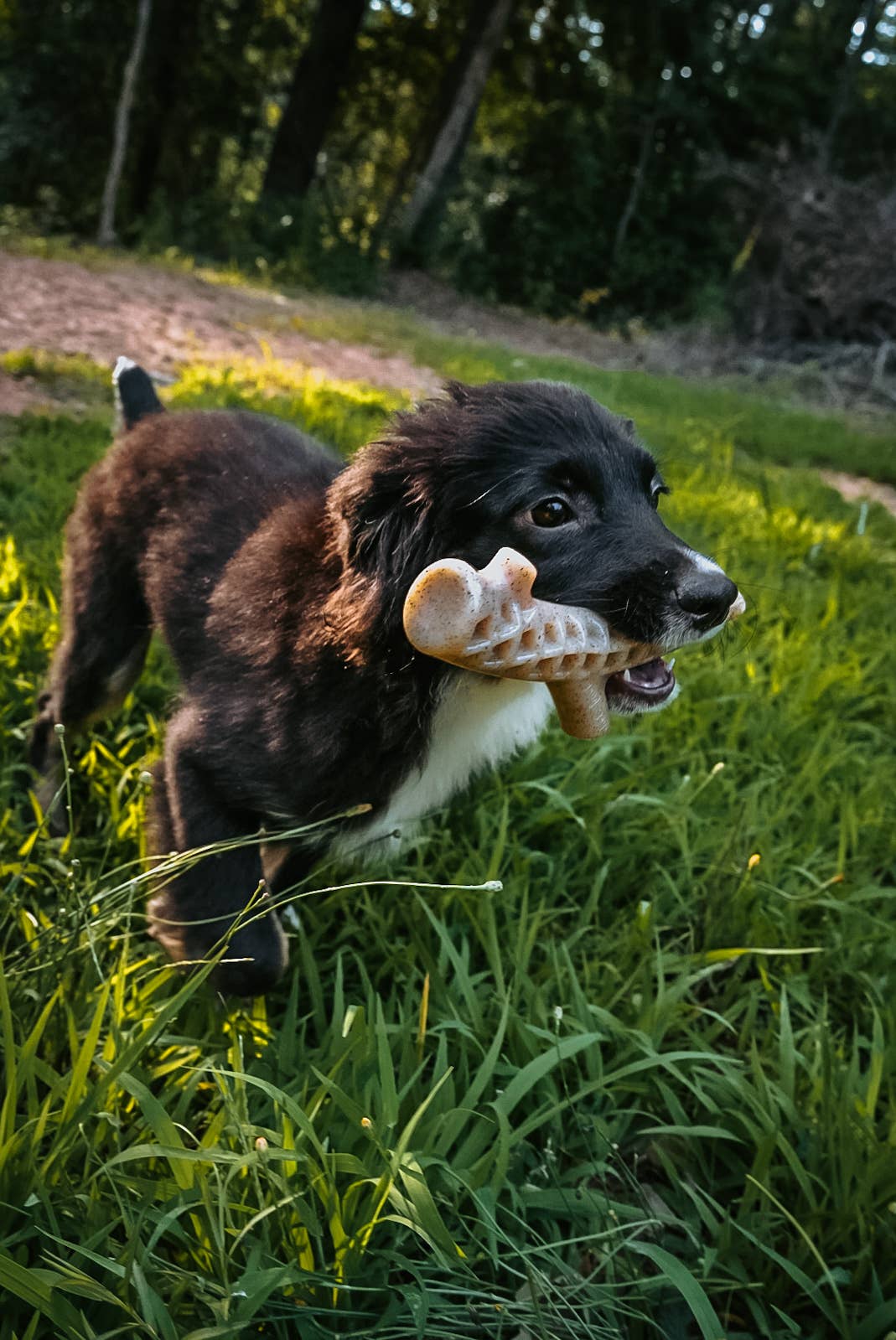 The Deer Antler