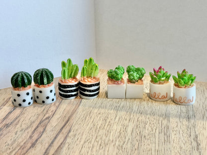 Mini Succulents