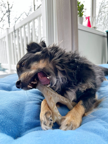 The Deer Antler