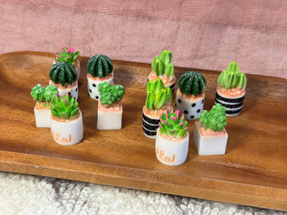 Mini Succulents