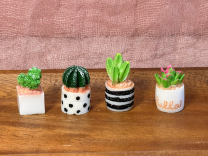 Mini Succulents